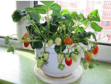 阳台种草莓好种吗盆栽草莓容易结果吗