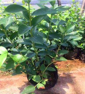 教你南方适合种什么品种的蓝莓这几个品种果多好种