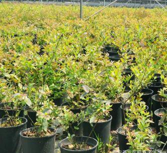 教你南方适合种什么品种的蓝莓这几个品种果多好种