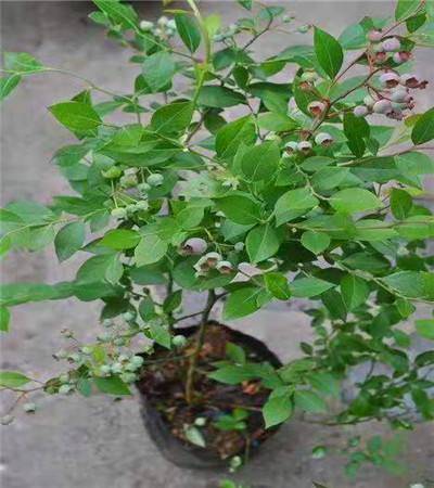 福建广东蓝莓种植什么品种好