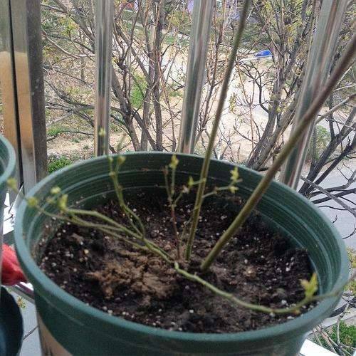 蓝莓冬天掉叶子吗蓝莓冬天叶子发红发黄吗