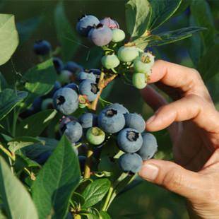 蓝莓叶子发黄掉叶慢慢干掉是怎么回事