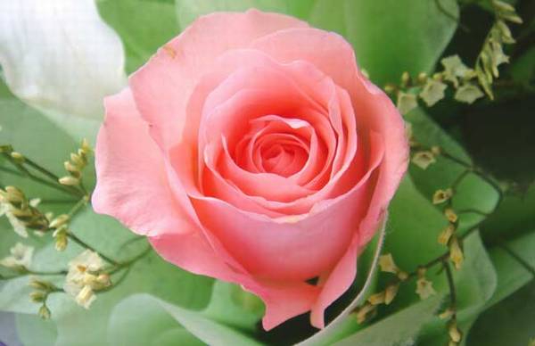 香槟玫瑰花语 不同朵数香槟玫瑰的含义