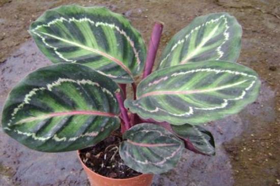 双线竹芋的主要病害及防治方法