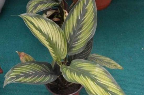 双线竹芋的主要病害及防治方法