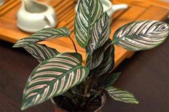 双线竹芋的主要病害及防治方法