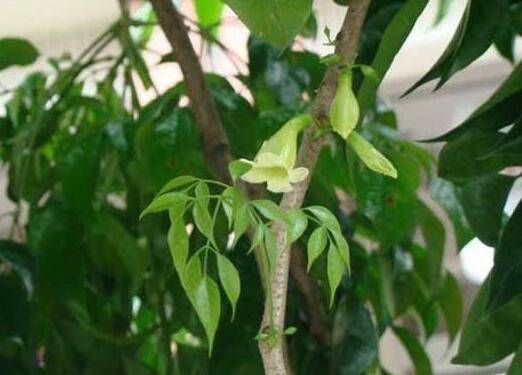 幸福树病虫害有哪些?养护要注意什么