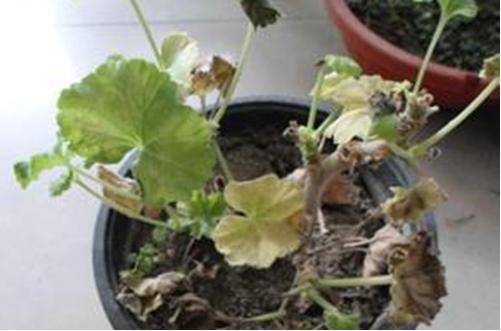 1466695785639452.jpg 天竺葵叶片发黄干枯的原因和解决方法