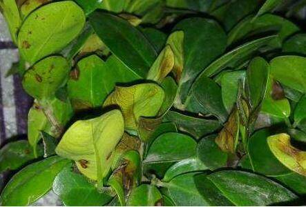 盆栽榕树黄叶的四大黄叶原因