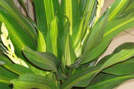 巴西铁树叶子发黄的七大原因