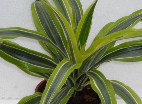 巴西美人叶子发黄原因汇总