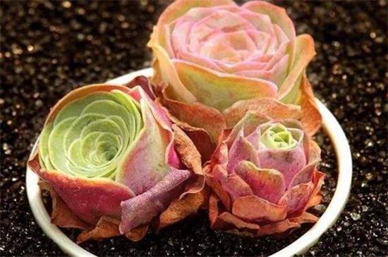 教你山地玫瑰品种介绍怎么养怎么浇水