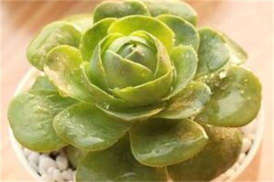 教你山地玫瑰品种介绍怎么养怎么浇水