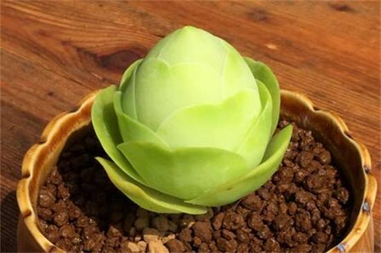 教你山地玫瑰品种介绍怎么养怎么浇水