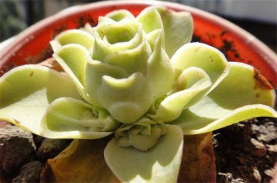 教你山地玫瑰品种介绍怎么养怎么浇水