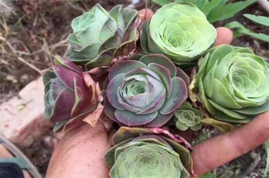 教你山地玫瑰品种介绍怎么养怎么浇水