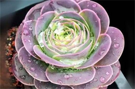 教你山地玫瑰品种介绍怎么养怎么浇水