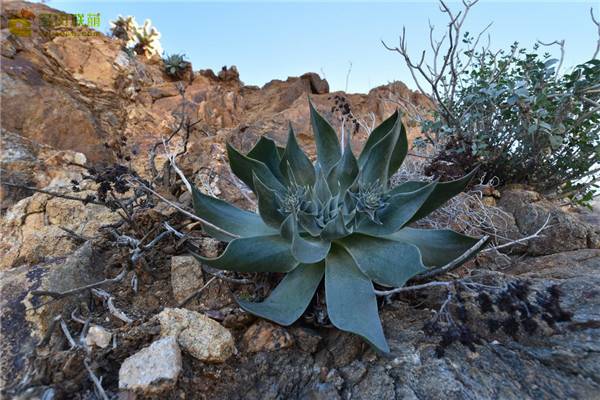 教你阿瑞左尼卡怎么养怎么浇水