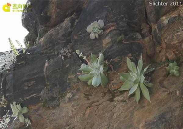 教你阿瑞左尼卡怎么养怎么浇水