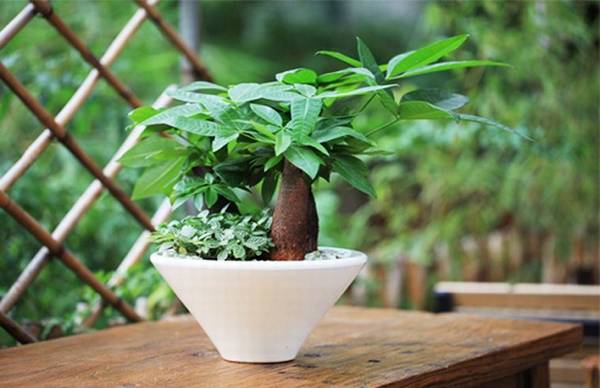 发财树烂根后的补救措施必看