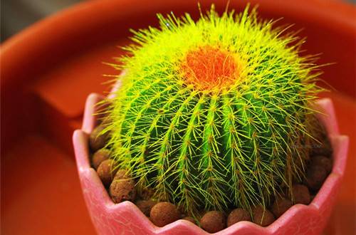 1513305420481955.jpg 仙人球腐烂了怎么办 仙人球腐烂的正确处理方法
