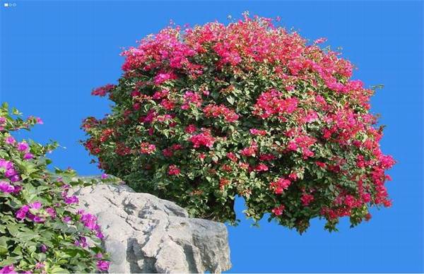 三角梅烂根怎么办