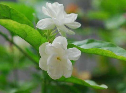 茉莉花烂根原因及处理办法