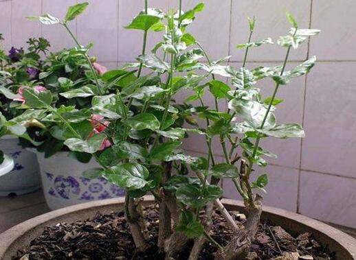 茉莉花烂根原因及处理办法
