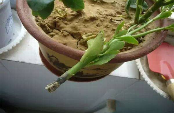 君子兰烂根烂茎的正确处理方法