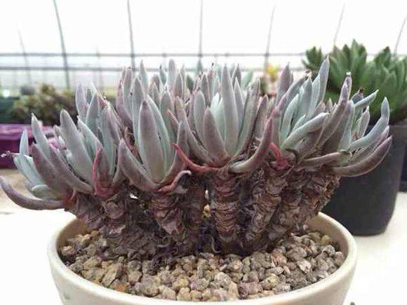 教你仙女杯沃枯提怎么养怎么浇水