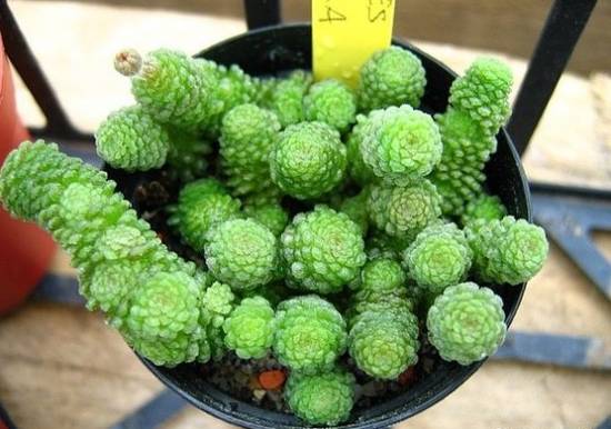 瑞典魔南 教你魔南景天多肉的常见品种【图】怎么养怎么浇水