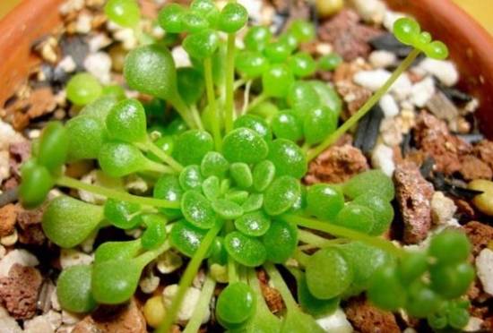 魔南景天 教你魔南景天多肉的常见品种【图】怎么养怎么浇水