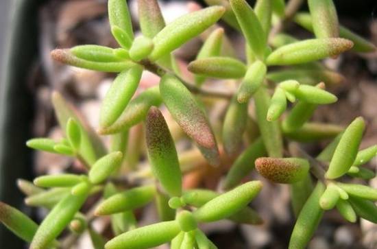 香蕉魔南 教你魔南景天多肉的常见品种【图】怎么养怎么浇水