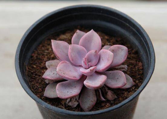 教你红粉佳人和黛比的区别方法怎么养怎么浇水