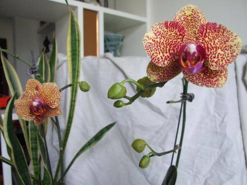 虎斑蝴蝶兰_如何养好虎斑蝴蝶兰的养殖方法和技巧