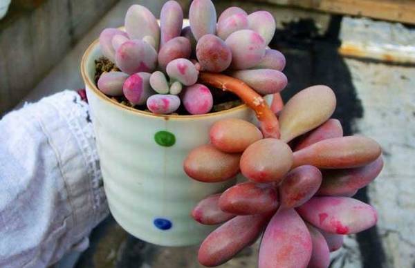 教你桃之卵和桃美人怎么区别怎么养怎么浇水