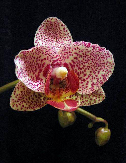 虎斑蝴蝶兰_如何养好虎斑蝴蝶兰的养殖方法和技巧