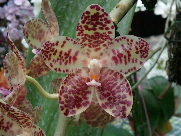 象耳兰(Phal. gigantea)_如何养好象耳兰(Phal. gigantea)的