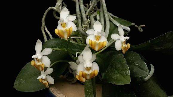 洛比蝴蝶兰/小白兔(Phal. lobbii)_如何养好洛比蝴蝶兰/小白