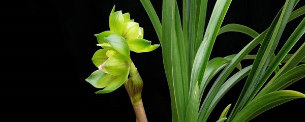 矮种兰花品种大全_如何养好矮种兰花品种大全的养殖方法和技巧