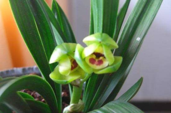 矮种兰花品种大全_如何养好矮种兰花品种大全的养殖方法和技巧