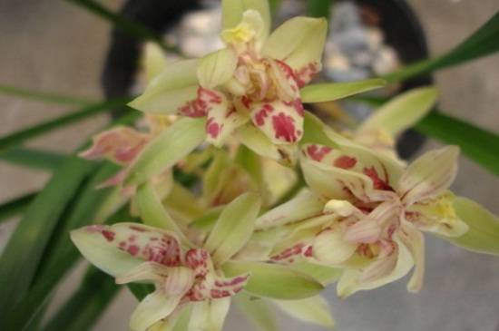 矮种兰花品种大全_如何养好矮种兰花品种大全的养殖方法和技巧