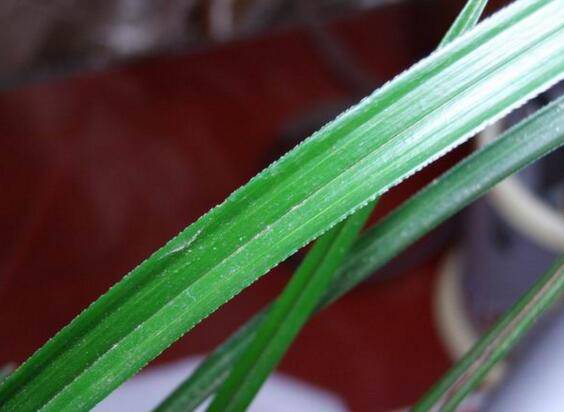 寒兰和春兰怎么区别 四大差异助你分辨_如何养好寒兰和春兰怎么区