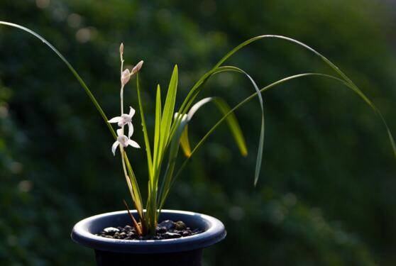 寒兰和春兰怎么区别 四大差异助你分辨_如何养好寒兰和春兰怎么区