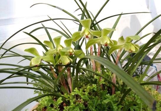 寒兰和春兰怎么区别 四大差异助你分辨_如何养好寒兰和春兰怎么区