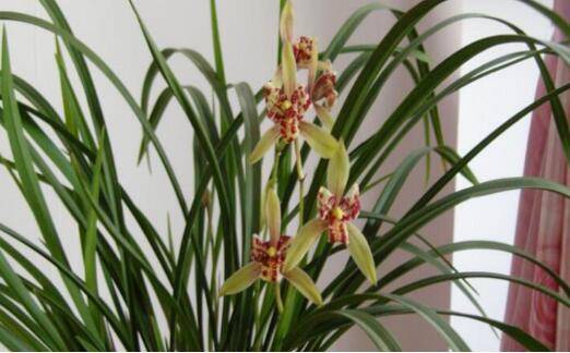 建兰常见品种大全_如何养好建兰常见品种大全的养殖方法和技巧