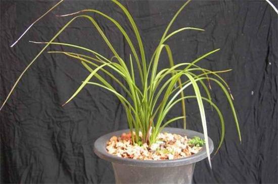 建兰常见品种大全_如何养好建兰常见品种大全的养殖方法和技巧