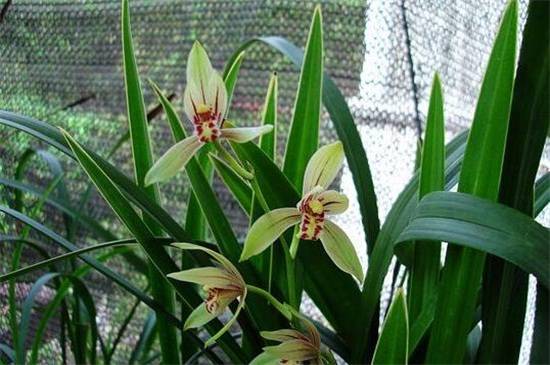 建兰常见品种大全_如何养好建兰常见品种大全的养殖方法和技巧