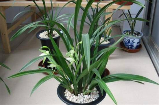 建兰常见品种大全_如何养好建兰常见品种大全的养殖方法和技巧
