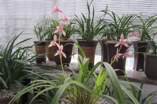 建兰常见品种大全_如何养好建兰常见品种大全的养殖方法和技巧